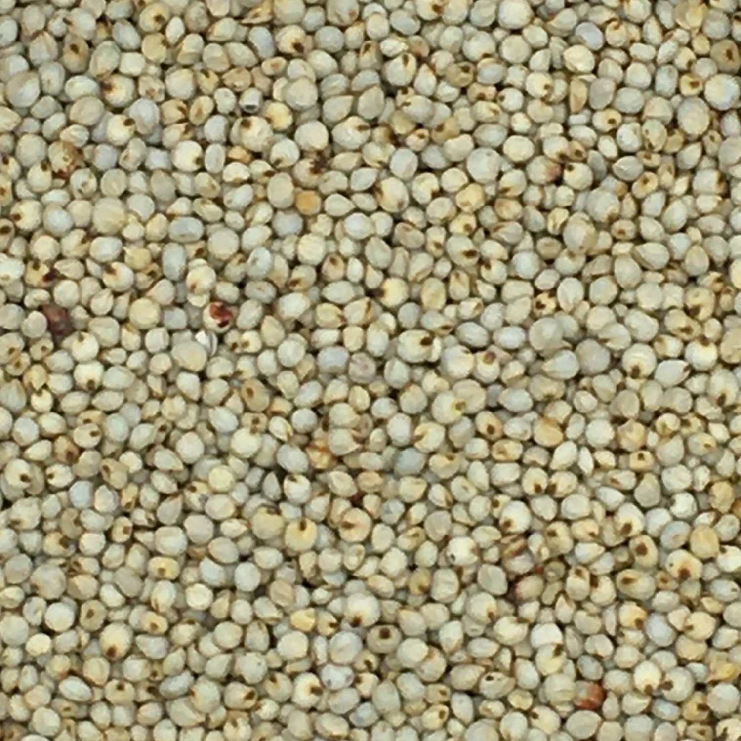 VERSELE-LAGA Dari Weiß - Versele 25kg 3 VERSELE-LAGA Dari Weiß - Versele 25kg