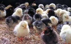 Havens Start-Premium - Kükenkorn 25kg -Haustierprodukte kken