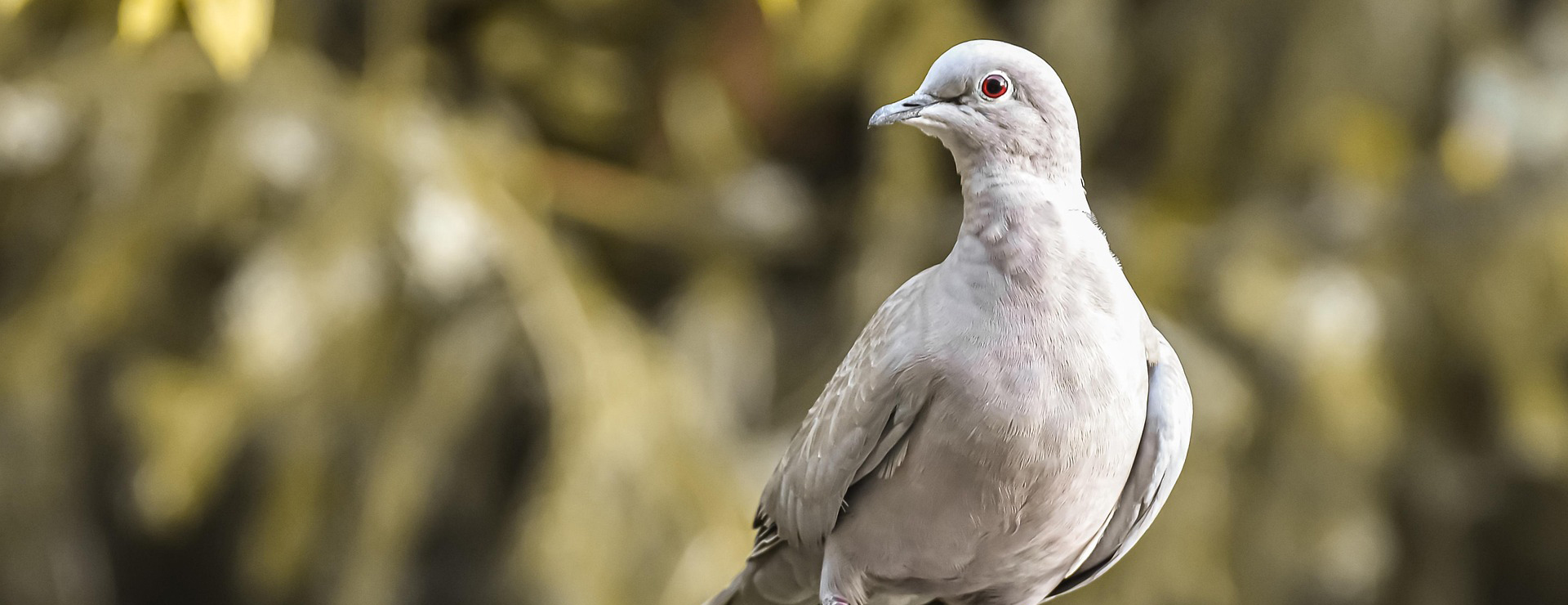 Haustierprodukte -Haustierprodukte collared 5566393 1920